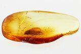 Detailed Fossil Caddisfly (Trichoptera) In Baltic Amber - Large Eyes #307381-1